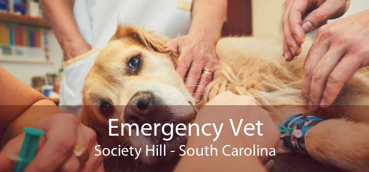 Emergency Vet Society Hill - South Carolina