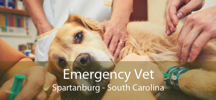 Emergency Vet Spartanburg - South Carolina