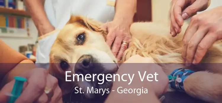 Emergency Vet St. Marys - Georgia