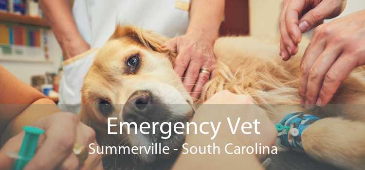 Emergency Vet Summerville - South Carolina