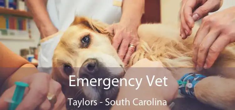 Emergency Vet Taylors - South Carolina