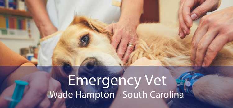 Emergency Vet Wade Hampton - South Carolina
