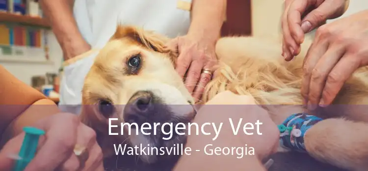 Emergency Vet Watkinsville - Georgia