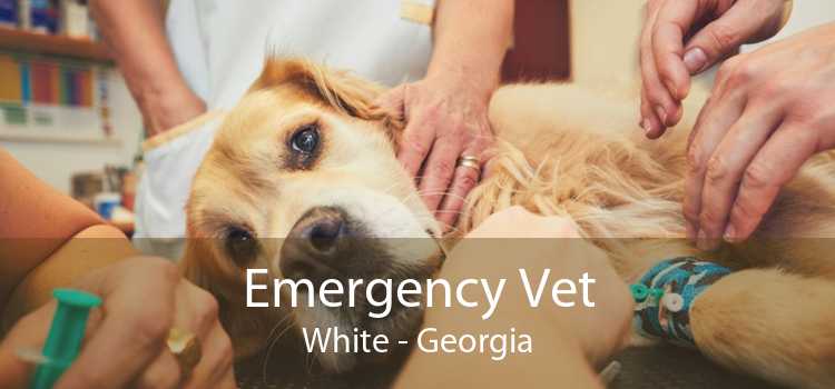 Emergency Vet White - Georgia