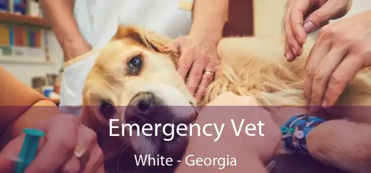 Emergency Vet White - Georgia