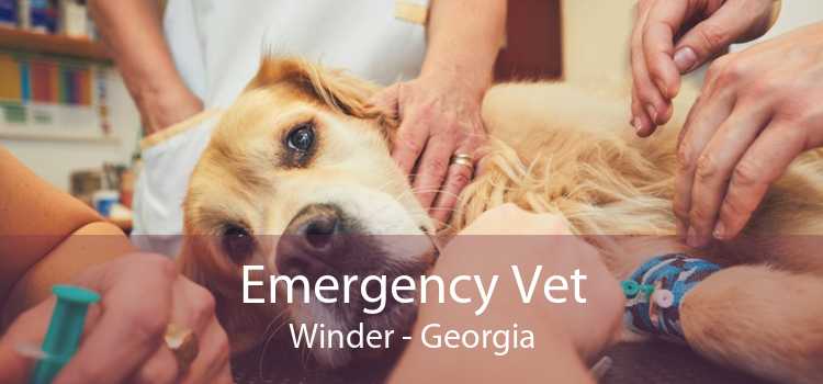 Emergency Vet Winder - Georgia