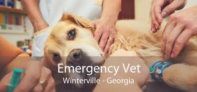 Emergency Vet Winterville - Georgia