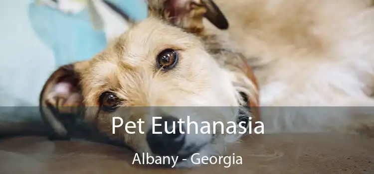 Pet Euthanasia Albany - Georgia