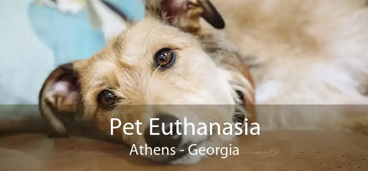 Pet Euthanasia Athens - Georgia