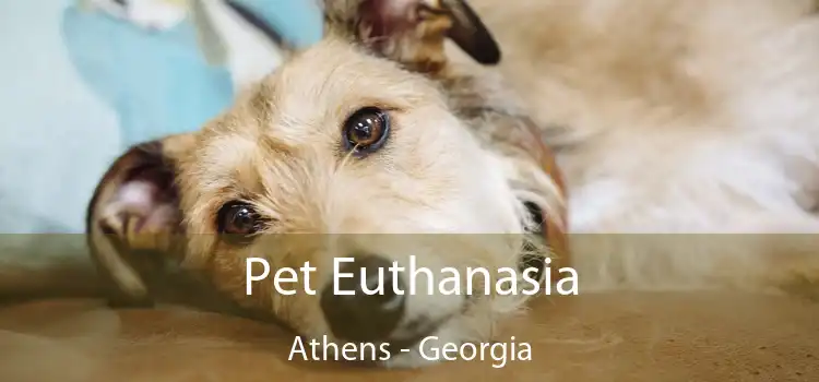 Pet Euthanasia Athens - Georgia