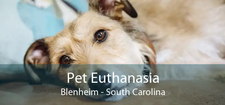 Pet Euthanasia Blenheim - South Carolina