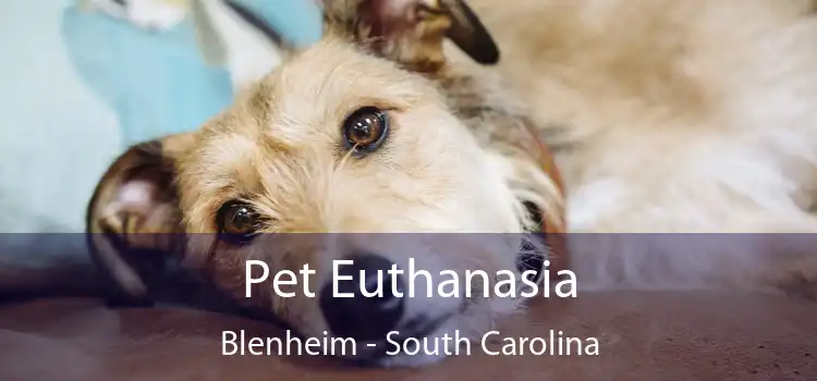 Pet Euthanasia Blenheim - South Carolina