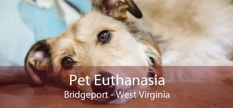 Pet Euthanasia Bridgeport - West Virginia