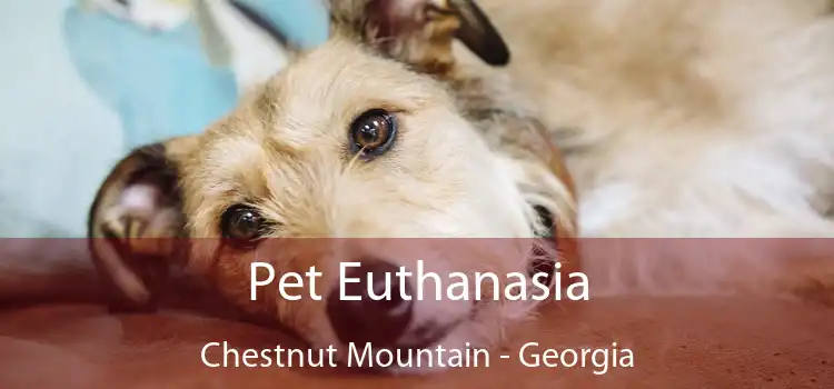 Pet Euthanasia Chestnut Mountain - Georgia