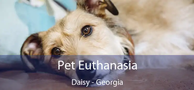 Pet Euthanasia Daisy - Georgia