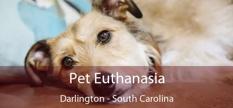 Pet Euthanasia Darlington - South Carolina