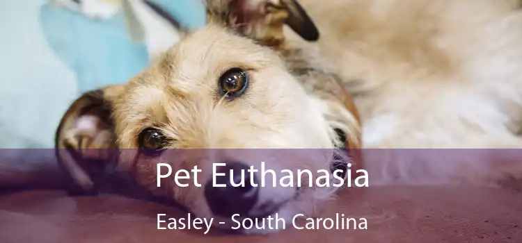 Pet Euthanasia Easley - South Carolina