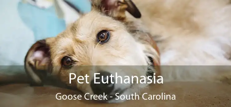 Pet Euthanasia Goose Creek - South Carolina