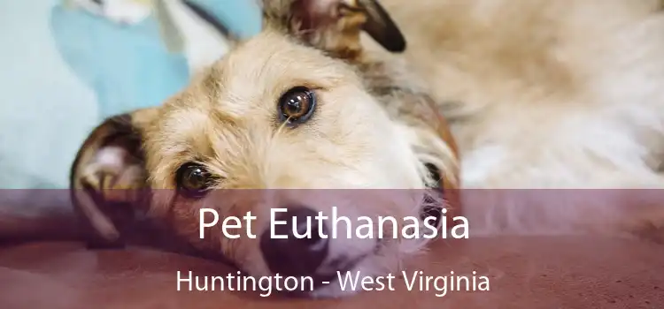 Pet Euthanasia Huntington - West Virginia