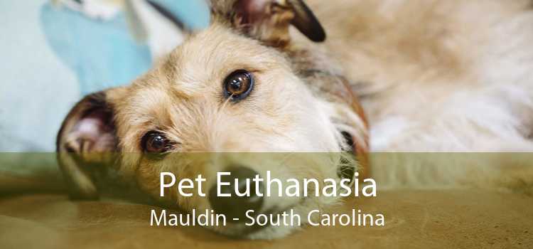 Pet Euthanasia Mauldin - South Carolina