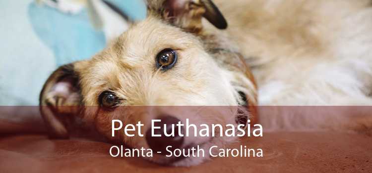 Pet Euthanasia Olanta - South Carolina