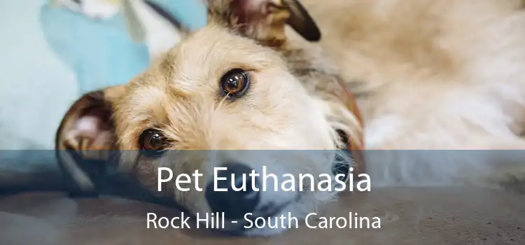 Pet Euthanasia Rock Hill - South Carolina