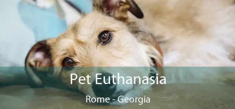 Pet Euthanasia Rome - Georgia