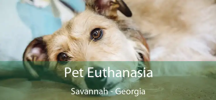 Pet Euthanasia Savannah - Georgia