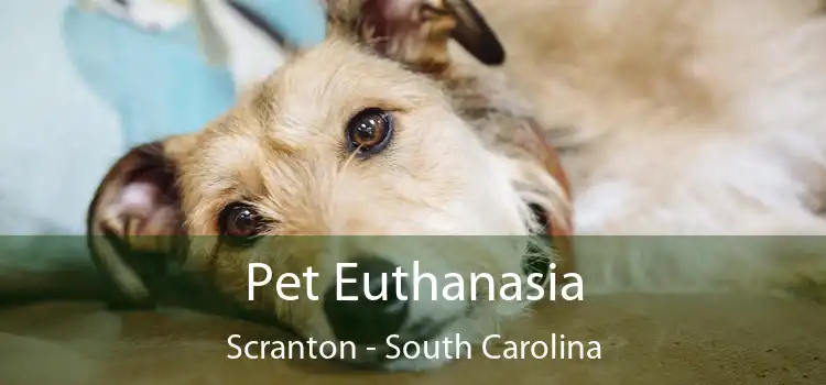 Pet Euthanasia Scranton - South Carolina