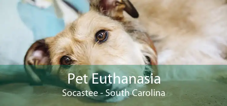Pet Euthanasia Socastee - South Carolina