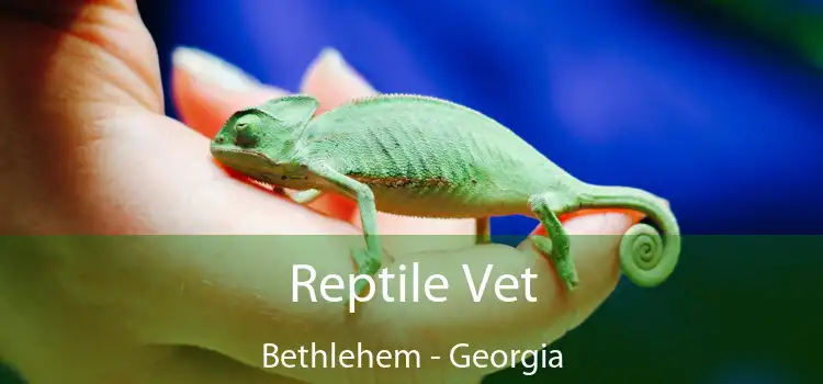 Reptile Vet Bethlehem - Georgia