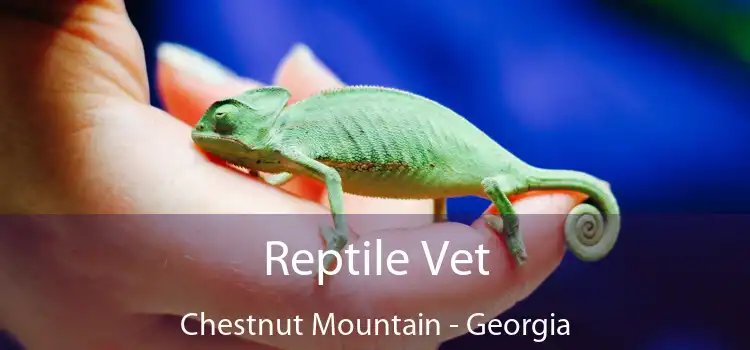 Reptile Vet Chestnut Mountain - Georgia