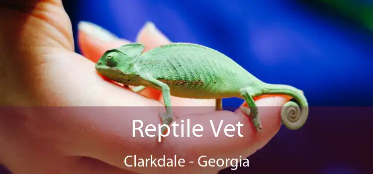 Reptile Vet Clarkdale - Georgia