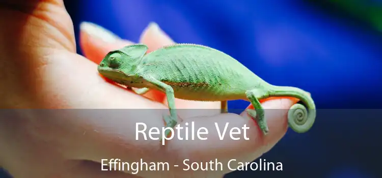 Reptile Vet Effingham - South Carolina