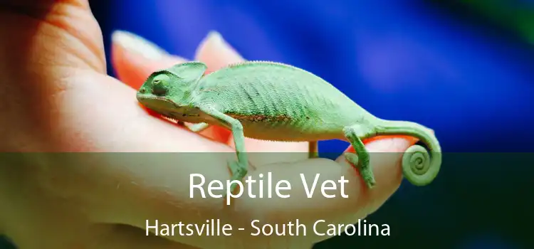 Reptile Vet Hartsville - South Carolina