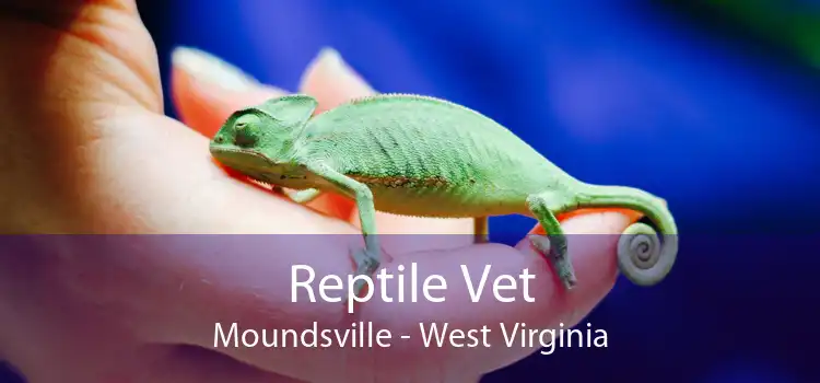 Reptile Vet Moundsville - West Virginia