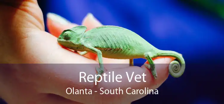 Reptile Vet Olanta - South Carolina