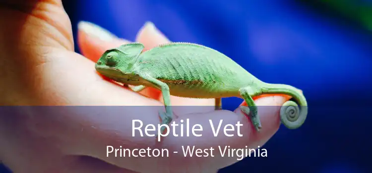 Reptile Vet Princeton - West Virginia