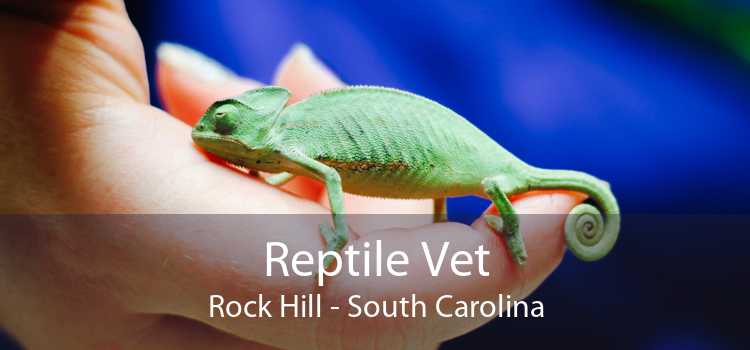 Reptile Vet Rock Hill - South Carolina