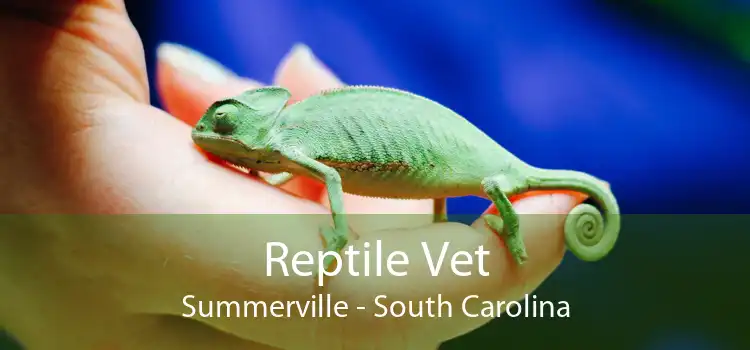 Reptile Vet Summerville - South Carolina