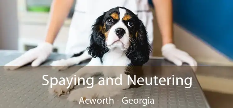 Spaying and Neutering Acworth - Georgia