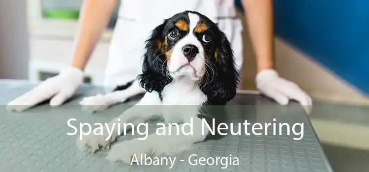 Spaying and Neutering Albany - Georgia