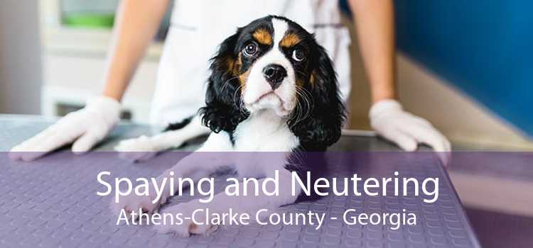 Spaying and Neutering Athens-Clarke County - Georgia