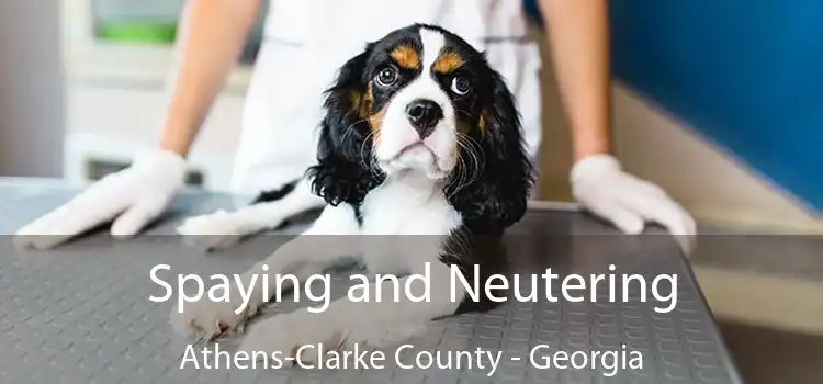 Spaying and Neutering Athens-Clarke County - Georgia