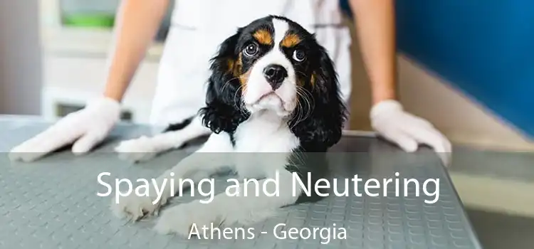 Spaying and Neutering Athens - Georgia