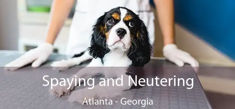 Spaying and Neutering Atlanta - Georgia