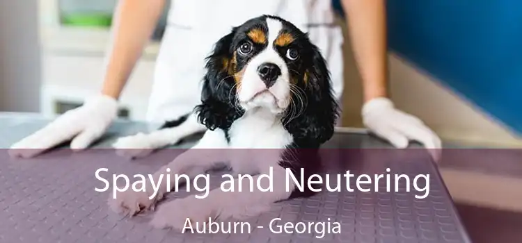 Spaying and Neutering Auburn - Georgia