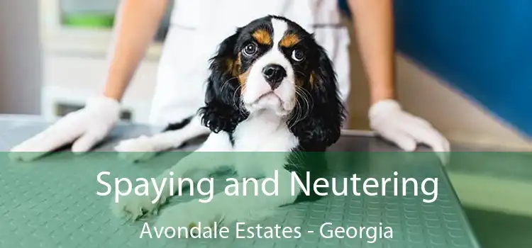 Spaying and Neutering Avondale Estates - Georgia