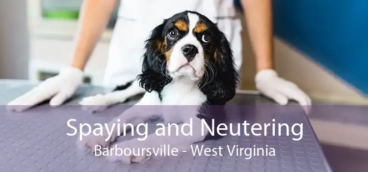 Spaying and Neutering Barboursville - West Virginia