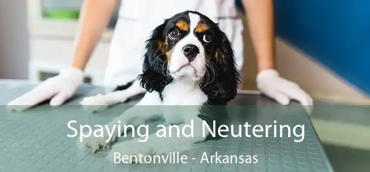 Spaying and Neutering Bentonville - Arkansas